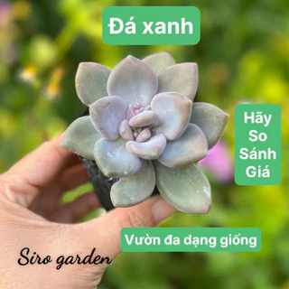 20 loại sen đá xứ nóng đồng giá 12k size bầu 4-4,5cm, sen đá giá rẻ SIRO GARDEN