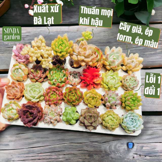 Sen đá mini high class Sonda Garden 20 loại khác nhau 3-4cm, ép màu, ép form, cây già, béo mập, sen đá Đà Lạt, lỗi 1 đổi