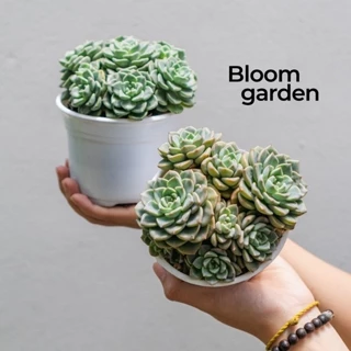 Sen đá Echeveria Tinkerbell - Sen size trung (10-12cm) - Hàng siêu già, cứng cáp, chuẩn form | Bloom Garden