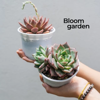 Sen đá Mận đỏ - Sen size trung (10-12cm) - Hàng siêu già, cứng cáp, chuẩn form | Bloom Garden