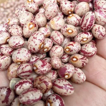 Đậu đỗ cúc pinto beans hàng Đà Lạt/Argentina không biến đổi gen hàng loại 1