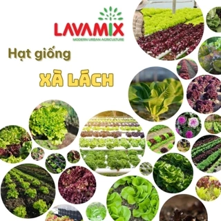Hạt giống Xà Lách nảy mầm tốt, dễ chăm sóc, trồng quanh năm thương hiệu Rạng Đông | Đất trồng cây Lavamix