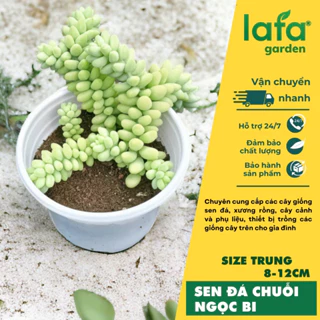 Sen đá chuỗi ngọc  Đà Lạt, sen đá size cành từ 8-10cm - Lafa Garden