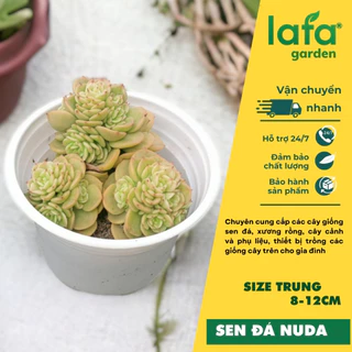 Sen đá Nuda size trung 8-12 cm, màu sắc đẹp, sen to từ Đà Lat LAFA GARDEN