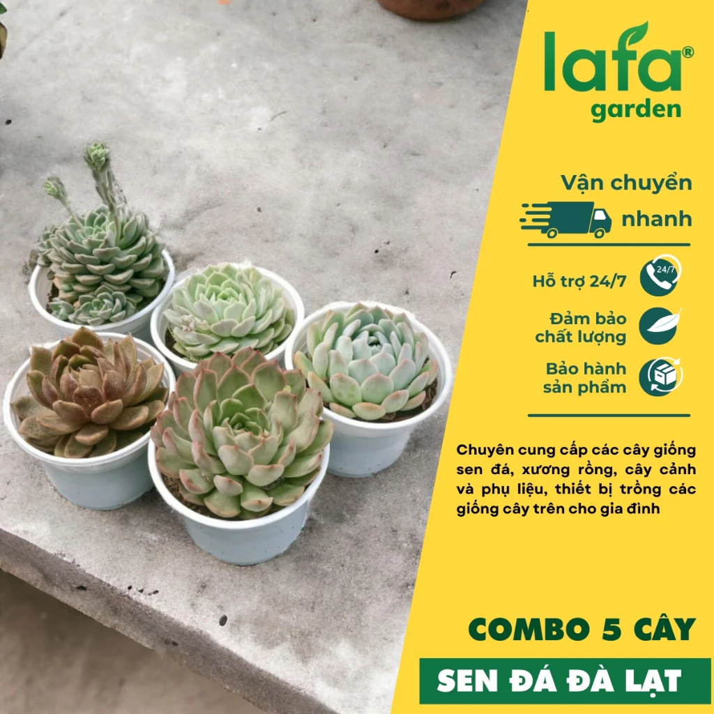 Sen đá Đà Lạt, Combo 5 cây Sen Đá size từ 8 đến 12 cm, 5 loại sen khác nhau, vườn sen đá Lafa Garden