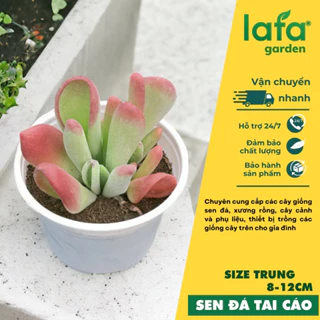 Sen đá Tai cáo, size 8-12cm, giống sen đá nhập lá có màu đỏ hồng, vườn sen đá lafa garden