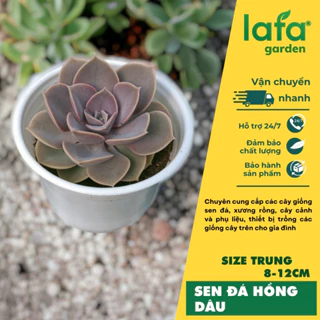 Cây sen đá hồng dâu, size trung 8-12 cm, giống sen đá Đà Lạt màu hồng đẹp, vườn sen đá Lafa Garden