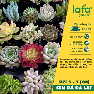 Lafa Garden - Cây sen đá bầu Đà Lạt, size 5-7cm, nhiều giống sen đẹp, sen đá đồng giá 10k