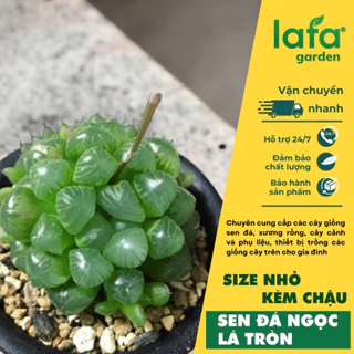 Cây sen đá để bàn ngọc lá tròn, cây kèm chậu đất nung - Vườn sen đá Lafa Garden