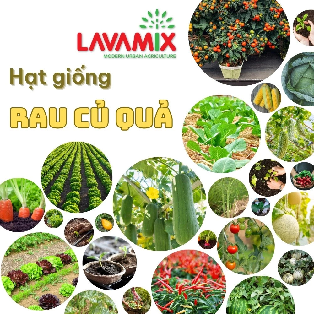 Hạt giống Rau Củ Quả trồng quanh năm, nảy mầm tốt, thu hoạch nhiều lần, dễ chăm sóc, ít sâu bệnh | Đất trồng cây Lavamix