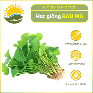 Hạt giống Rau Má HGMT 09 - Hạt giống rau trồng quanh năm, tỷ lệ nảy mầm>95% - HẠT GIỐNG MẶT TRỜI