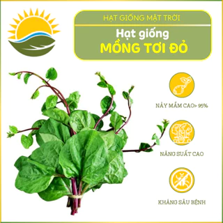 Hạt giống Mồng Tơi Đỏ HGMT 05(20g) tăng sản, trồng quanh năm,dễ trồng,dễ chăm - HẠT GIỐNG MẶT TRỜI