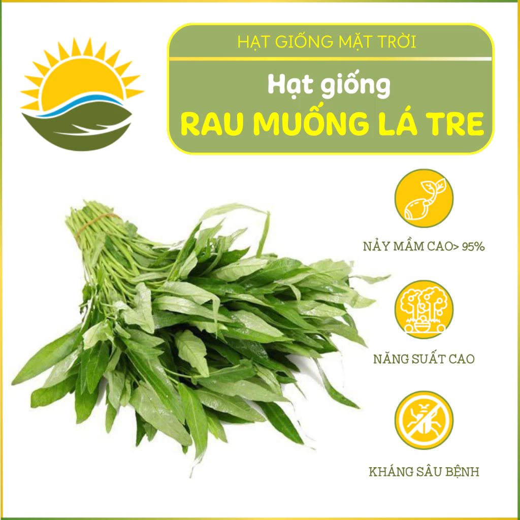 Hạt giống Rau Muống Lá Tre HGMT27 tăng sản, hạt giống trồng quanh năm, dễ chăm - HẠT GIỐNG MẶT TRỜI