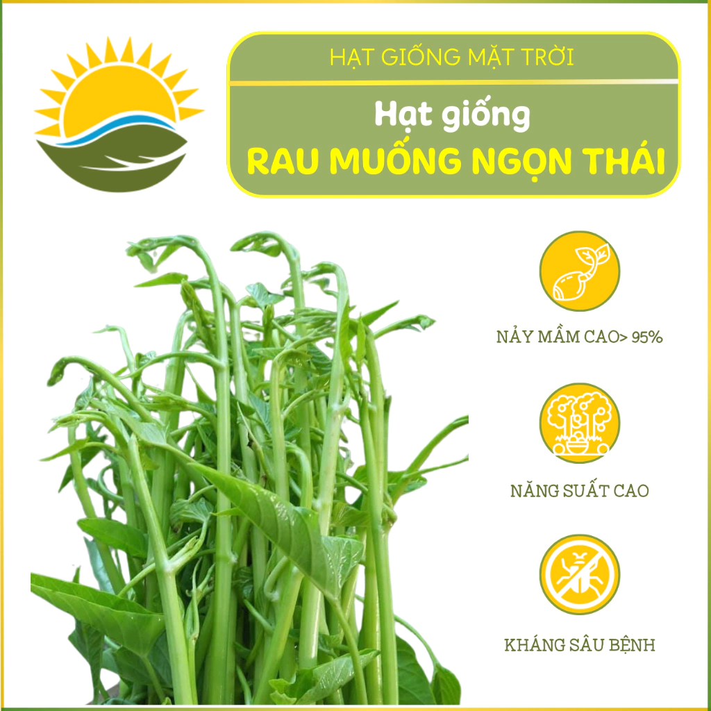 Hạt giống Rau Muống Siêu Ngọn Thái HGMT28 tăng sản, hạt giống trồng quanh năm - HẠT GIỐNG MẶT TRỜI