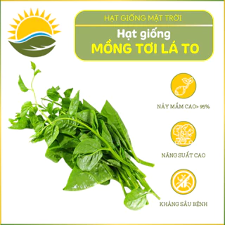 Hạt giống Mồng Tơi Lá To HGMT 04 tăng sản, hạt giống mồng tơi, trồng quanh năm - HẠT GIỐNG MẶT TRỜI