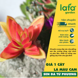 Sen đá tứ phương lá màu cam cà rốt đẹp, xuất xứ cây sen đá từ vườn LAFA GARDEN