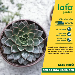 Sen đá hồng đen, cây sen đá hoa hồng đên LAFA GARDEN