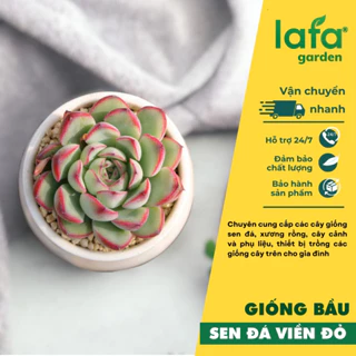 Cây sen đá viềm đỏ, lá dày, cây sen đá giống có bầu rễ khỏe - Vườn sen Lafa Garden