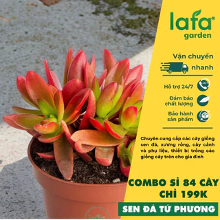 Sen đá tứ phương LAFA GARDEN - giá sỉ 84 cây