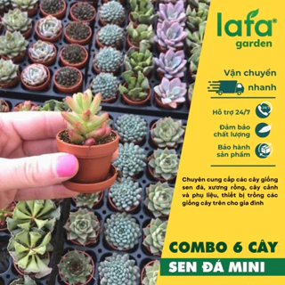 Cây sen đá mini Combo 6 loại sen đá mini ngẫu nhiên - Vườn sen LAFA GARDEN