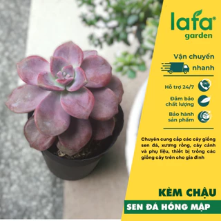 Cây sen đá hồng mập LAFA GARDEN loại sen đá có sức sống mạnh mẽ