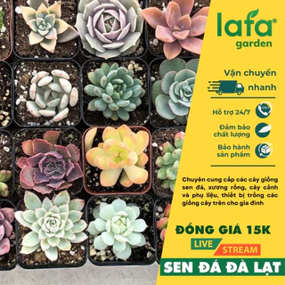 Livestream Sen đá Đà Lạt - Tùy chọn nhiều mã trong phân loại - Vườn sen đá Lafa garden