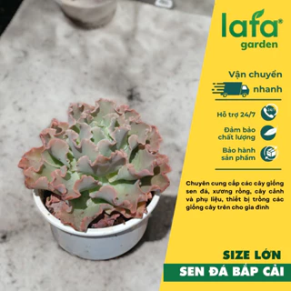 Sen đá đế vương xám lớn 65k - Sen đá Đà Lạt size lớn 15-22cm - Lafa Garden