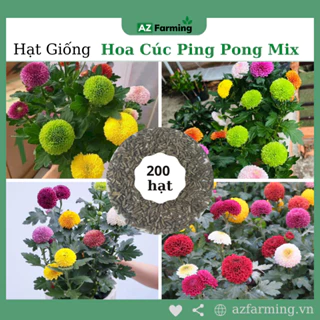 Hạt Giống Hoa Cúc Ping Pong Mix Nhiều Màu - Gói 200 Hạt - AZ Farming