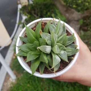 Sen đá Haworthia var chậu trung HƯƠNG GIANG GARDEN hàng tuyển chọn size 10-13cm