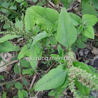 Hạt giống rau dền cơm