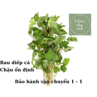 Cây gia vị: Rau diếp cá cây giống - Bầu cây gia vị ổn định - Phát triển nhanh