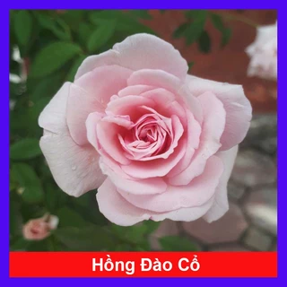 Cây Hoa Hồng Đào Cổ - sắc hồng dịu dàng, cây hoa thơm sai hoa dễ trồng