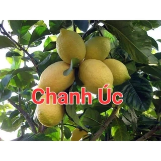 Cây Giống Chanh vàng úc không hạt,chiết nhánh.vô chậu lớn.Trồng 10 tháng cho trái