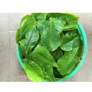 Lá bàng tươi Hà Nội 1kg