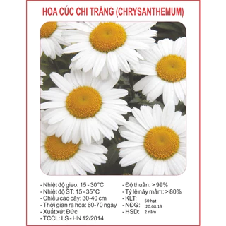 Hạt giống hoa cúc hoa mi  trắng dể trồng- gói 50 hạt