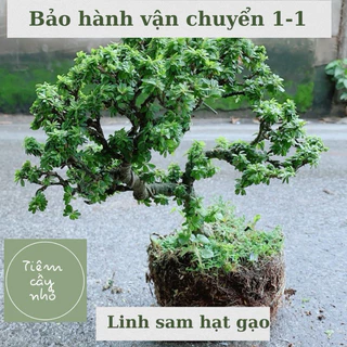 Cây Linh Sam hạt gạo bonsai - Cây cảnh để bàn - Bảo hành vận chuyển 1-1