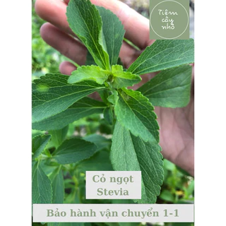 Cây cỏ ngọt Stevia - Bụi lớn sử dụng ngay - Cây ổn định dễ chăm sóc