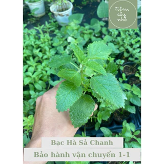 Cây gia vị: Cây giống Bạc hà sả chanh - Lemon Balm - Cây mang hương thơm sả chanh - Bầu ổn định phát triển nhanh