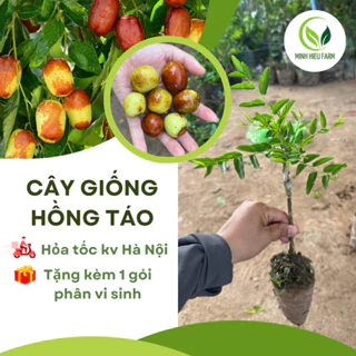 Cây giống Hồng táo/Táo tàu/Táo đỏ Tân Cương năng suất cao, dễ trồng (có ảnh thật)