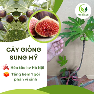 cây sung mỹ đang quả, giống sung quả to, siêu ngọt không bị chát, giống cao 40cm