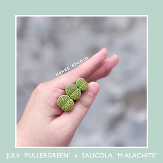 [herbe.studio] Lithops Julii ’Fullergreen’  x  Lithops Salicola ‘Malachite’ • Sen mông, thạch lan xanh lá