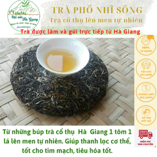 Trà phổ nhĩ sống, trà cổ thụ lên men tự nhiên, vị ngon đậm đà, hương thơm trái cây