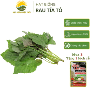 Hạt giống Rau Tía Tô MT710 tăng sản, rau trồng quanh năm, Mua 3 tặng 1 kích rễ - HẠT GIỐNG MẶT TRỜI