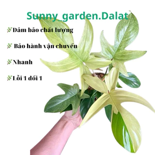 Chậu cứng philodendron florida ghost mint - Trầu bà cánh én mint