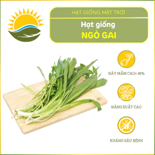 Hạt giống Rau Ngò Gai HGMT57 năng suất cao, trồng quanh năm, dễ chăm, tăng sản - HẠT GIỐNG MẶT TRỜI