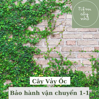 Cây vảy ốc - Thằn lằn bám tường - Decor tường cổng, Tettarium - Phát triển nhanh