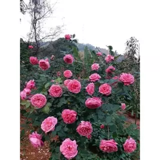 Con bo 5 gốc hồng cổ hoa thơm nức tặng kèm kích rễ