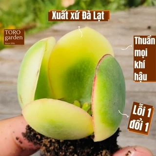 Sen đá thạch bích var Đà Lạt size mini cây cảnh trang trí nhà cửa Toro garden