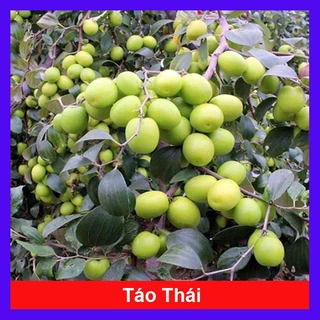 Cây Táo Thái Lan Siêu Trái - cây ăn quả có thể trồng chậu - 68 Garden