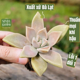 Sen đá đá ma SONDA GARDEN size mini 2.5-4cm, cây cảnh trang trí nhà cửa, lỗi 1 đổi 1